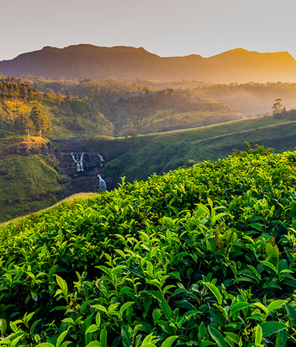nuwareliya srilanka halal trips